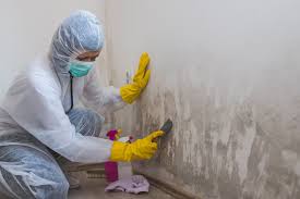 Best Basement Mold Removal  in Los Molinos, CA